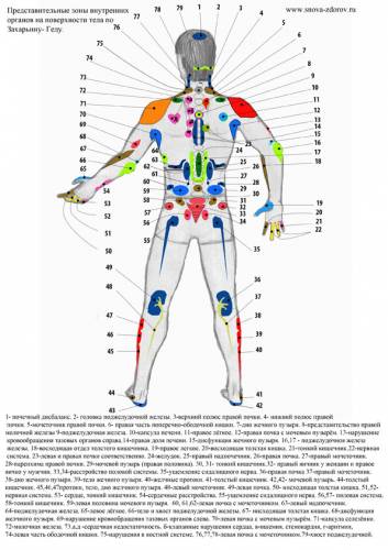 А огулов рисунок проекционных зон на теле человека