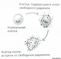 Свободные радикалы при Кето-диете